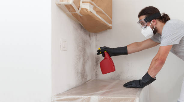 Professional Mold Remediation technician working in Lutz, FL