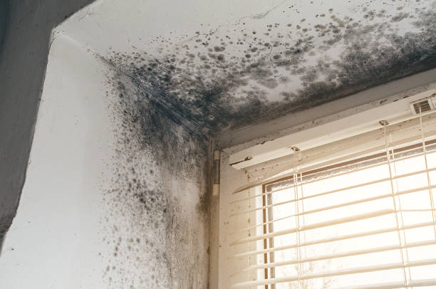 Affordable Mold Remediation solutions in Lutz, FL