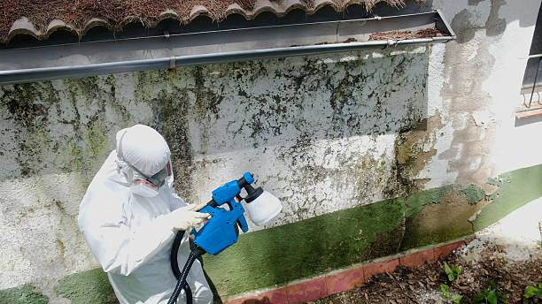 Top rated local Mold Remediation specialists in Lutz, FL